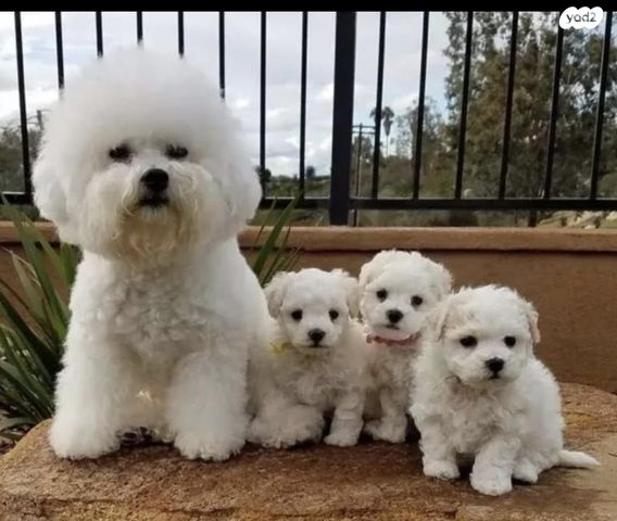 תמונת מודעה - חיות מחמד