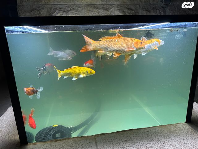 תמונת מודעה - חיות מחמד