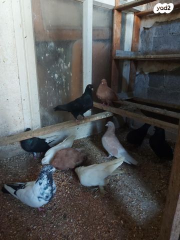 תמונת מודעה - חיות מחמד