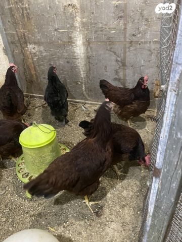 תמונת מודעה - חיות מחמד