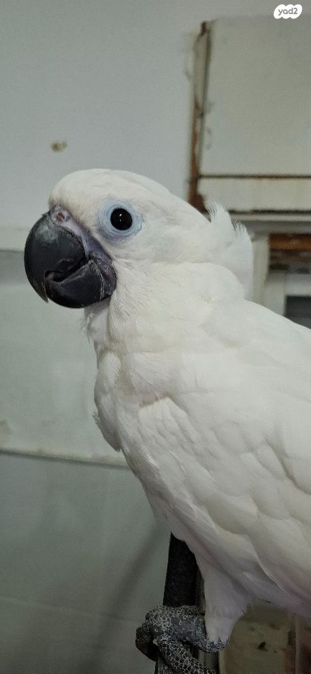 תמונת מודעה - חיות מחמד