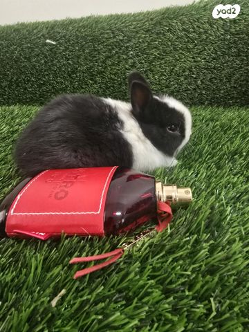 תמונת מודעה - חיות מחמד