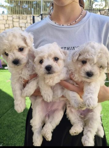 כלב בישון פריזה