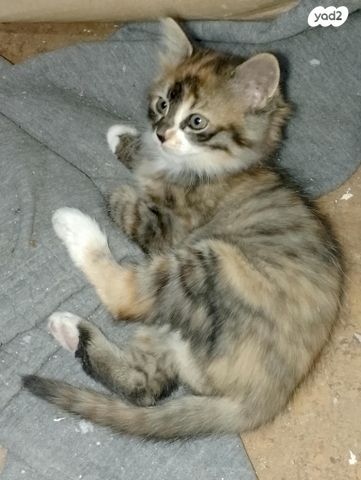 תמונת מודעה - חיות מחמד