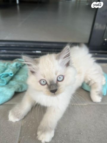 תמונת מודעה - חיות מחמד