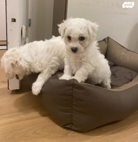 כלב בישון פריזה