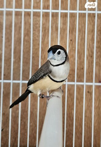 תוכי פינקים