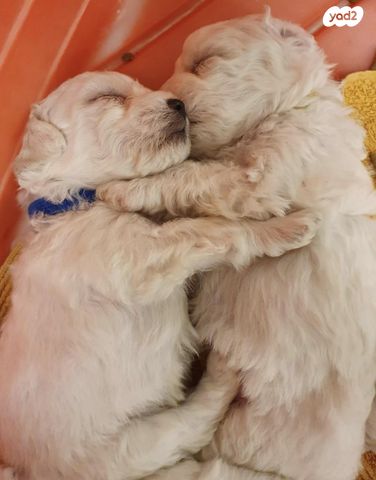 כלב בישון פריזה