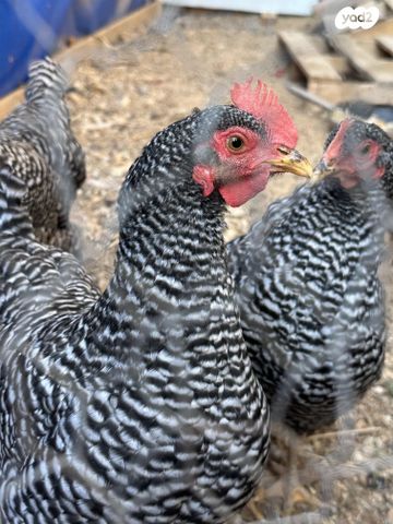 חיית משק פלימות רוק