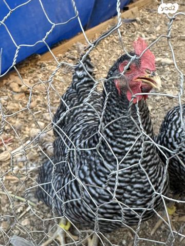 חיית משק פלימות רוק