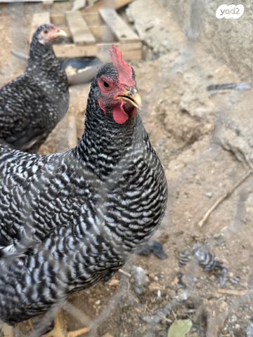 חיית משק פלימות רוק