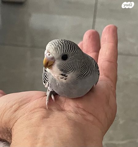 תוכי קוקוטייל