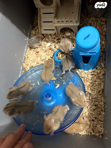 מכרסם אוגר סיבירי