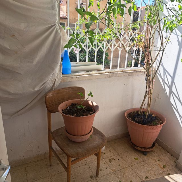 דירה, אחד העם 8, חדרה