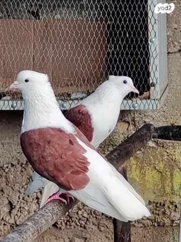 תמונת מודעה - חיות מחמד