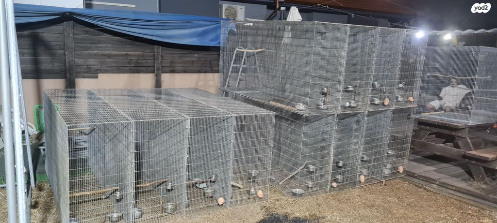 תמונת מודעה - חיות מחמד