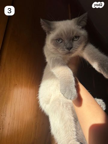 תמונת מודעה - חיות מחמד