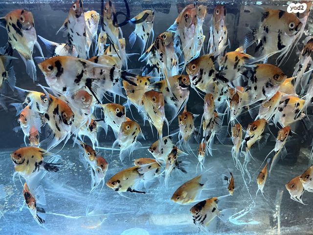 תמונת מודעה - חיות מחמד