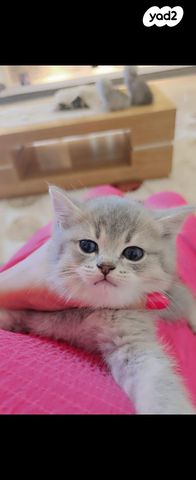 תמונת מודעה - חיות מחמד