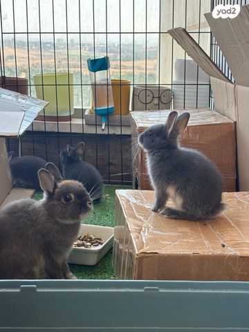 תמונת מודעה - חיות מחמד