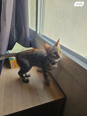 תמונת מודעה - חיות מחמד