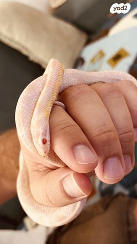 תמונת מודעה - חיות מחמד