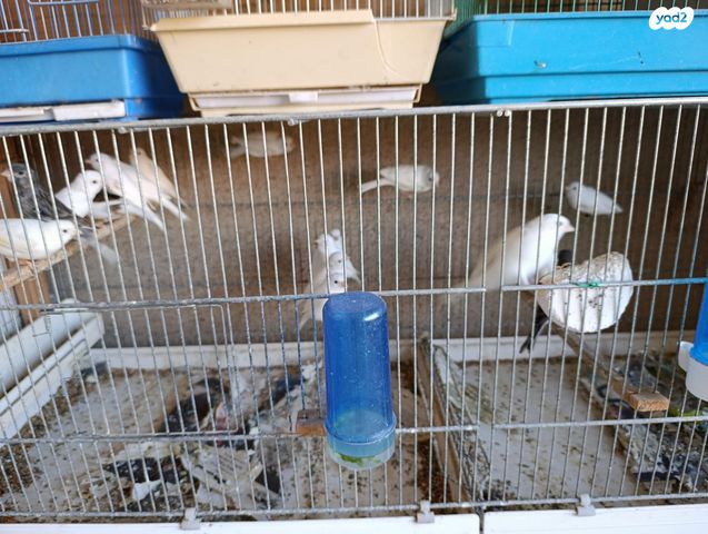 תמונת מודעה - חיות מחמד