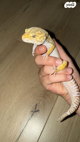 תמונת מודעה - חיות מחמד