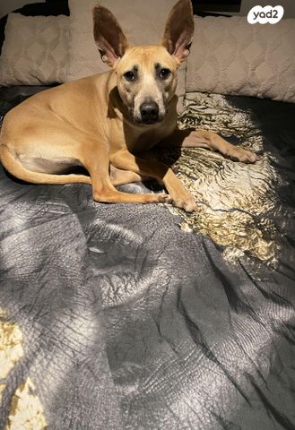 תמונת מודעה - חיות מחמד