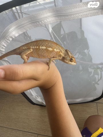 תמונת מודעה - חיות מחמד