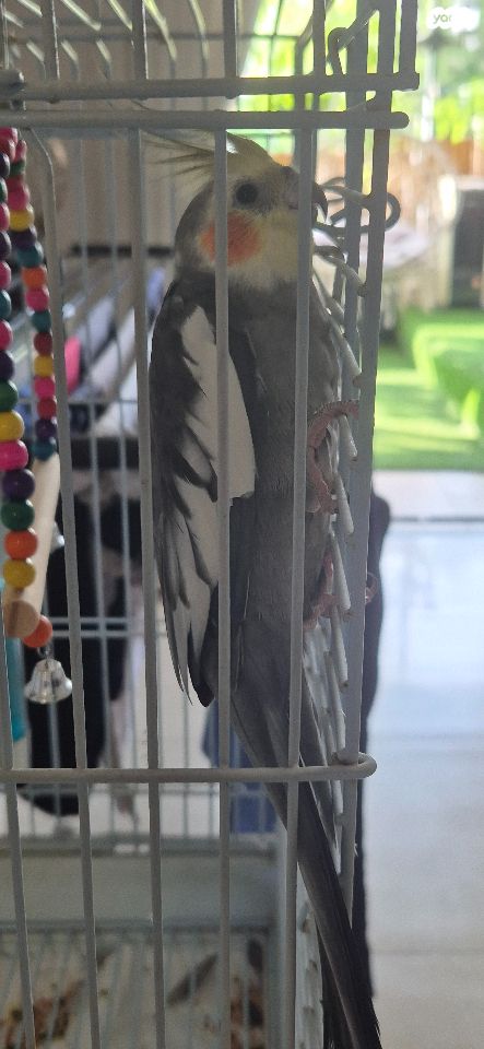 תמונת מודעה - חיות מחמד