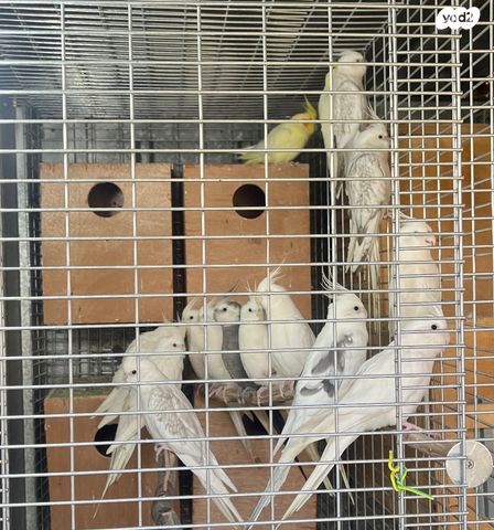 תמונת מודעה - חיות מחמד