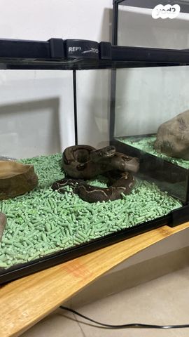 תמונת מודעה - חיות מחמד