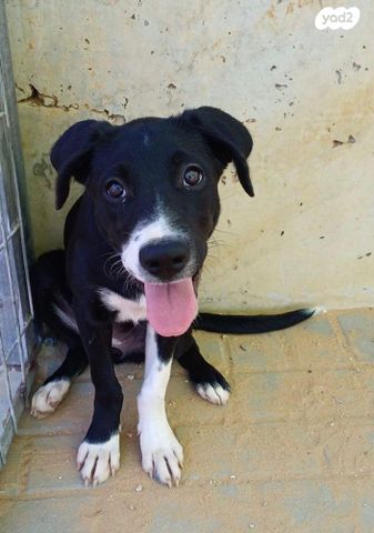 תמונת מודעה - חיות מחמד