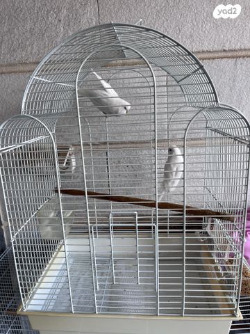 תמונת מודעה - חיות מחמד