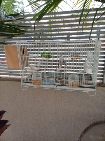 תמונת מודעה - חיות מחמד