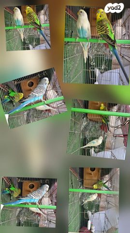 תמונת מודעה - חיות מחמד