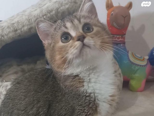 תמונת מודעה - חיות מחמד