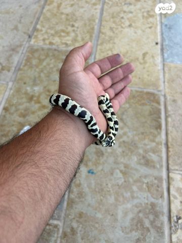 תמונת מודעה - חיות מחמד