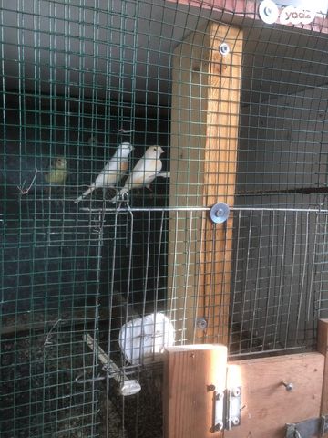 תמונת מודעה - חיות מחמד