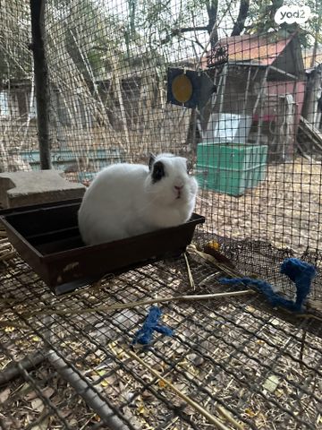 תמונת מודעה - חיות מחמד