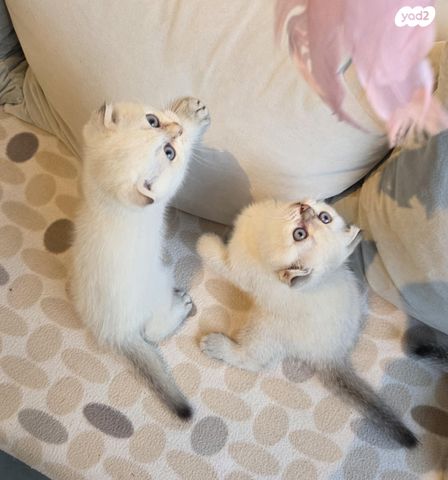 תמונת מודעה - חיות מחמד