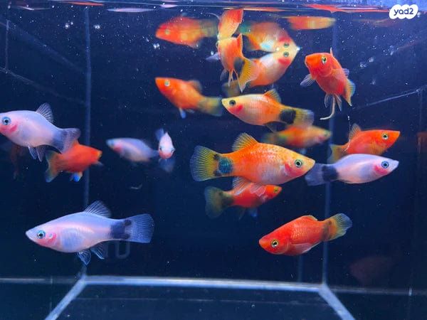 תמונת מודעה - חיות מחמד