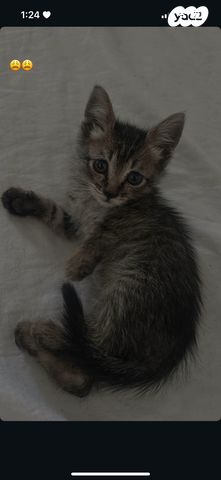 תמונת מודעה - חיות מחמד