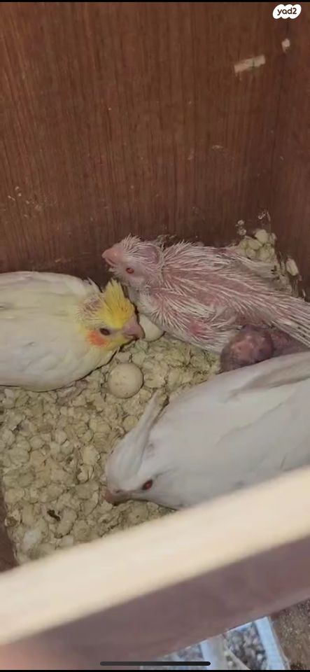 תוכי קוקוטייל