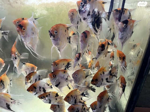 דג דגים טרופיים