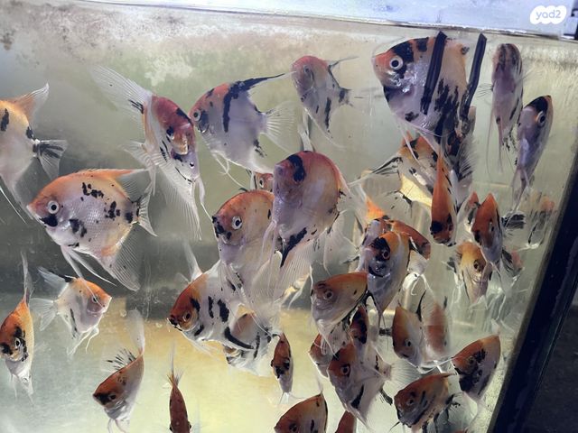 דג דגים טרופיים