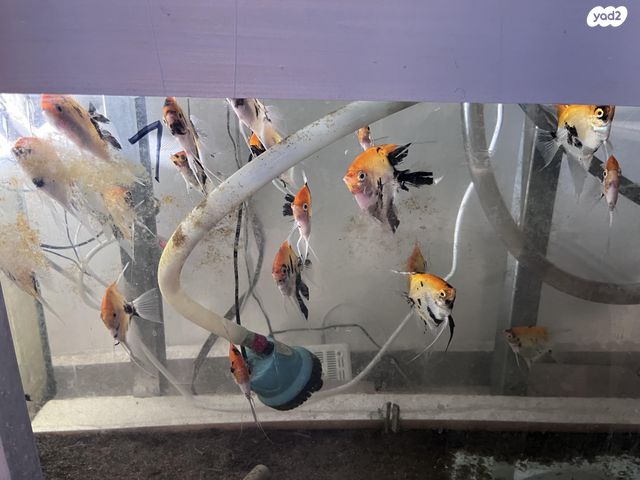 דג דגים טרופיים