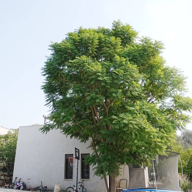 בית פרטי/ קוטג', רמת דוד