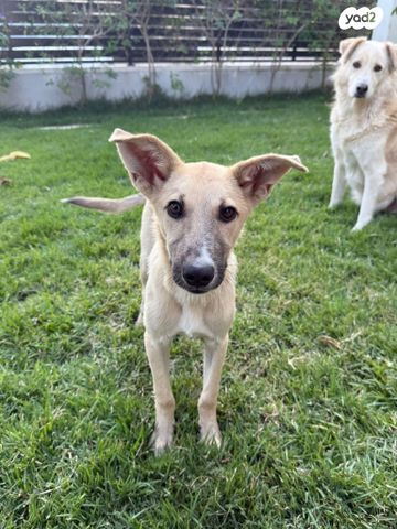 תמונת מודעה - חיות מחמד